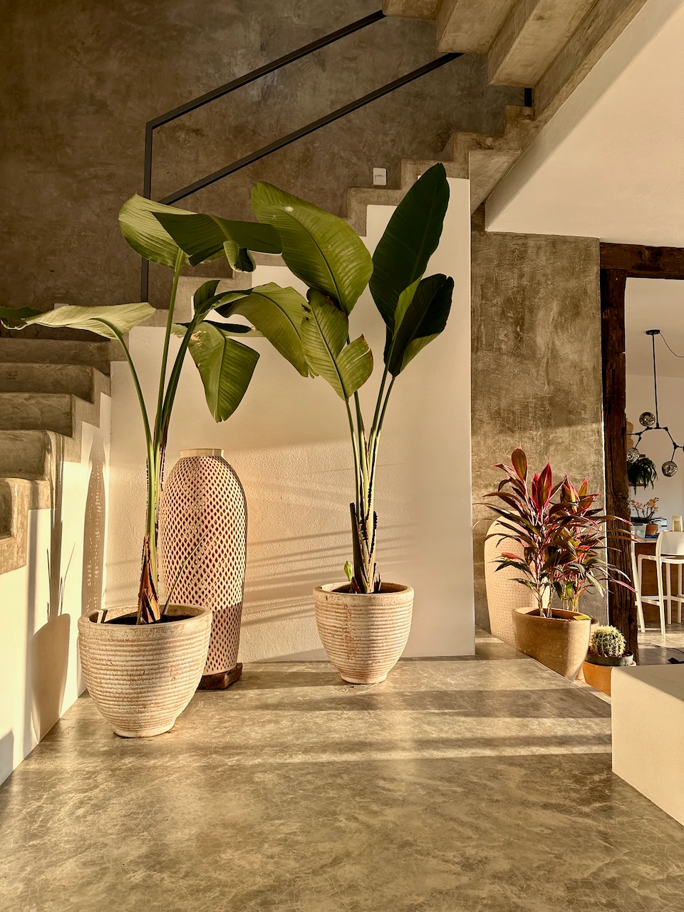 Potted plants under a concrete stair in evening light